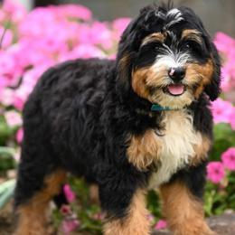 Slinky - Tri-color male Bernedoodle puppy in Dundee, Ohio from Down Home Doodle