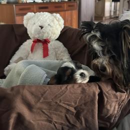 Biewer Terrier Puppies from Rebecca Urban