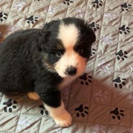 BTM 3 - Black tri male Miniature Australian Shepherd puppy in Corydon, Indiana from Arbuckle’s Lookin Good Aussies (LGA)