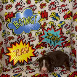 Flash - Red tri-color male Miniature American Shepherd puppy in Thomasville, North Carolina from TaraFox Miniature American Shepherds