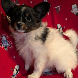Christine - White black and tan female Papillon puppy in Myakka City, Florida from LaRae's Papillons