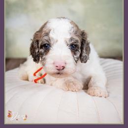 Brad - Merle male Cockapoo puppy in Connersville, Indiana from Deaz Doodle Ranch