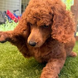 Sangria - Red  female Poodle puppy in Mount Vernon, Illinois from AMC Poodles