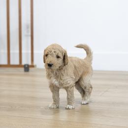 Breckenridge - Light golden male Double Doodle puppy in Peoria, Arizona from Sonoran Doodles
