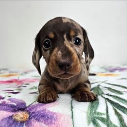 Chocolate and tan dapple female - Dapple female Dachshund puppy in Belle Rive, Illinois from Akin's Miniature Dachshunds, LLC
