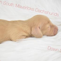Choc based crem - Cream male Dachshund puppy in Seminary, Mississippi from Down South Mavericks Dachshunds