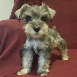 Miniature Schnauzers from Rosewood Pups