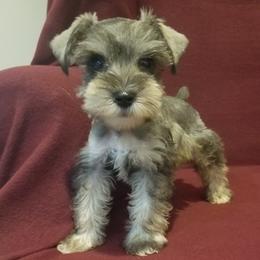 Miniature Schnauzers from Rosewood Pups