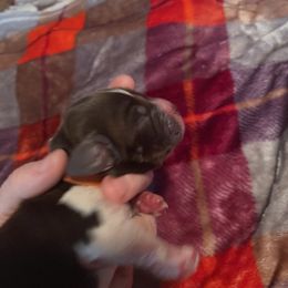 Rooster - Liver and white English Springer Spaniel puppy in Worthington, Indiana from Fidelis Springer Spaniels