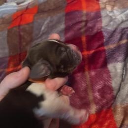 Rooster - Liver and white English Springer Spaniel puppy in Worthington, Indiana from Fidelis Springer Spaniels