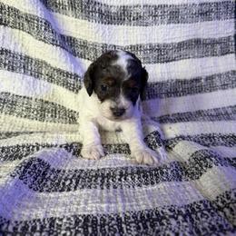 Boy 2 - Brown white and tan male Cockapoo puppy in Joplin, Missouri from Double J Cockapoos