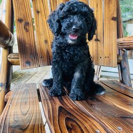 Goldendoodle Puppies from Magnolia Mini Goldendoodles