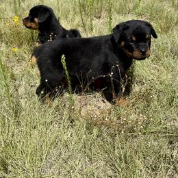 Ranger - Black and mahogany male Rottweiler puppy in Parker, Colorado from Denver Rotties