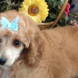 Poodles from Maria White
