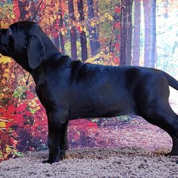 Cane Corso Puppies from Sacred Mission