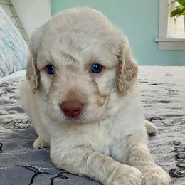 Spider-Man - Cream male Goldendoodle puppy in Pensacola, Florida from Goldendoodles Love You in Pensacola Friend Edition