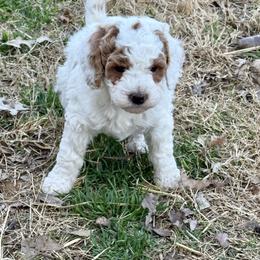 Onyx - Parti male Goldendoodle puppy in Sheridan, Arkansas from Arkie Doodles