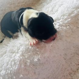 Feeny - Mantle male Great Dane puppy in Liberty, New York from Catskills Greatest Danes