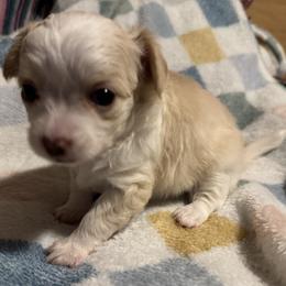 1 - Fawn and white female Chihuahua puppy in Victoria, Texas from NitteSwan