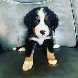 Bernese Mountain Dog Puppies from Blue Ridge Bernese