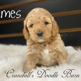 Cockapoo Puppies from Crandall’s Doodle Barn