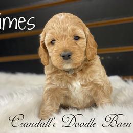 Cockapoo Puppies from Crandall’s Doodle Barn