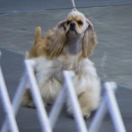 Tulah - Cocker Spaniel
