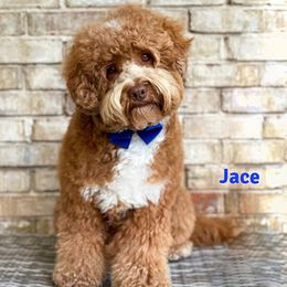 Jace - Australian Labradoodle