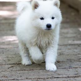 Pomsky Puppies from New World Pomskies