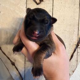 Sable male - Sable male German Shepherd puppy in California from Singleton Shepherds