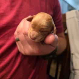 Angel - Red male Cavapoo puppy in Blackfoot, Idaho from Draper Mountain Doodles
