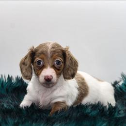 Female 1 - Dapple female Dachshund puppy in Childress, Texas from Taylor Farms