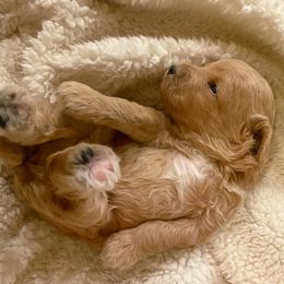 Goldendoodle and Poodle Puppies from Winchester Hills Poodles and Doodles