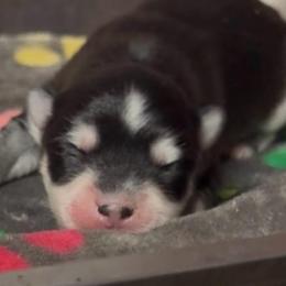 Suzy Q - Black and white female Pomsky puppy in Spring Hill, Florida from PDQ Pomskies