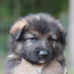 German Shepherd puppies from GH