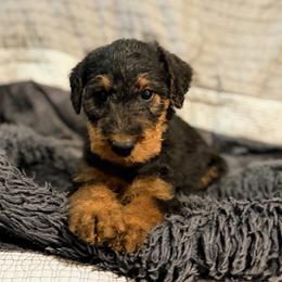 Otto (red) - Black and tan male Airedale Terrier puppy in Akron, Ohio from Green Family Companion Kennel, LLC