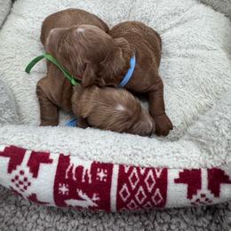 Male - Red  male Goldendoodle puppy in Annandale, New Jersey from KN Mini Goldendoodles
