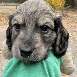 Boy 2 - Cream male Dachshund puppy in Palestine, Texas from Doxie Den🐾