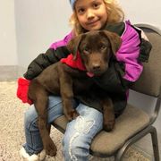 French Brittany and Labrador Retriever Puppies from Mackinaw Valley Gun Dogs