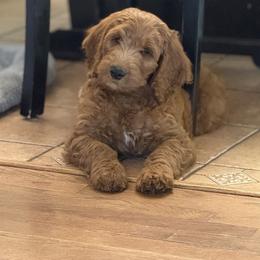 Goldendoodle Puppies from Mountain Grove Doodles