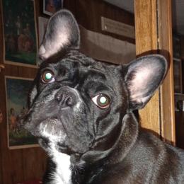 Lil bit - French Bulldog