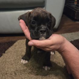 Girl 2, Sweet Face - Brindle female Boxer puppy in Cottondale, Florida from Tate Farms Boxers
