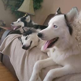 Siberian Husky Puppies from Royal Siberian AKC Huskies