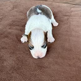 Grant - Sable and white male American Corgi puppy in Stillwater, Oklahoma from Steele Family Farms