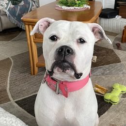 Harley - American Bulldog