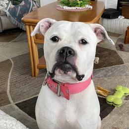 Harley - American Bulldog