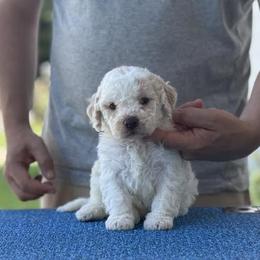 Girl 5 - Orange female Lagotto Romagnolo puppy in Sugar Valley, Georgia from Pinnacle Farm and Kennel