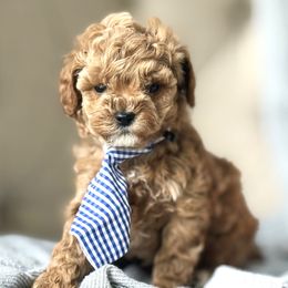 Brooks (Black Collar Male) - Apricot male Cavapoo puppy in Pleasant Hill, Iowa from Harvest Creek