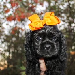 Cavalier King Charles Spaniel, Cavapoo, Cockapoo, and Cocker Spaniel Puppies from Double M Cocker Spaniels