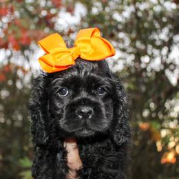 Cavalier King Charles Spaniel, Cavapoo, Cockapoo, and Cocker Spaniel Puppies from Double M Cocker Spaniels